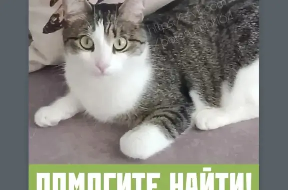 Пропала кошка, ул. Колотилова, 18, Энгельс