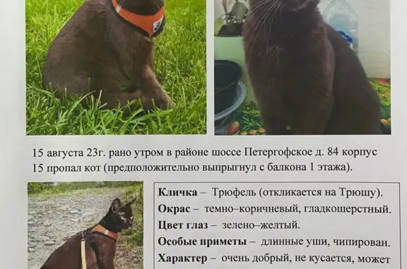 Пропал кот, Петергофское шоссе, 84 к18, СПб