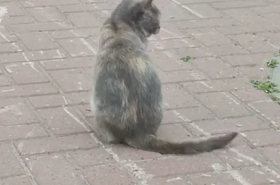 Кошка у входа на Президентском бульваре, Чебоксары