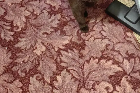 Кошки потеряшки, Екатеринбург, фото: Потеряшка кошка Кекс, ул. С. Лазо 13, Екатеринбург