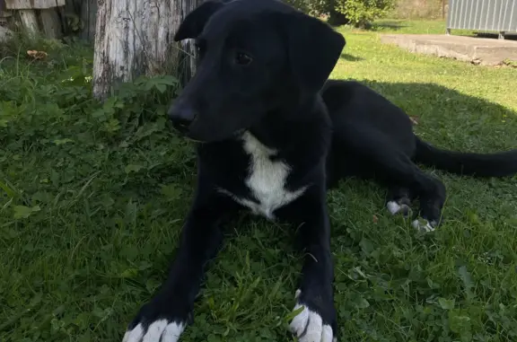 Найдена домашняя собака в д. Рублёво, Тосненский район