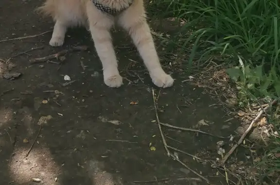 Потерянные животные Тамбов, фото: Пропала рыжая домашняя кошка на Рабочей улице в Тамбове