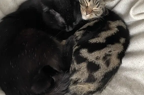 Кошки потеряшки, Тверь, фото: Потеряшка чёрный кот с белыми волосками, Петербургское шоссе, 50 к1, Тверь