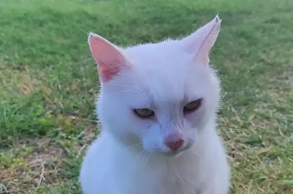 Пропала белая кошка Муся, ул. Быстрова, Пинега