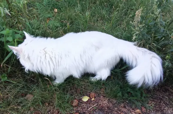 Найдена кошка: Большой белый кот, Суворова, 23