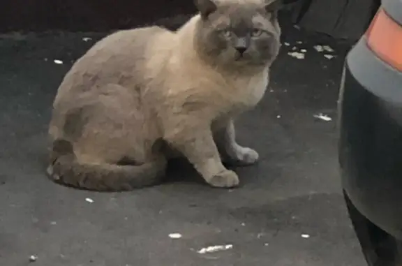 Найдена серая кошка на Октябрьской улице, 91 к3, Москва