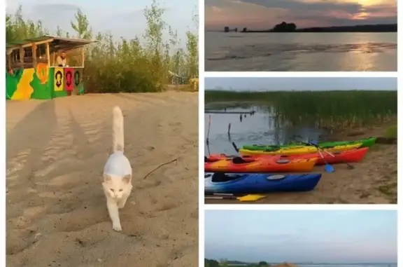 Найдена кошка на острове Шуберт на Волге - нужна передержка или новый дом