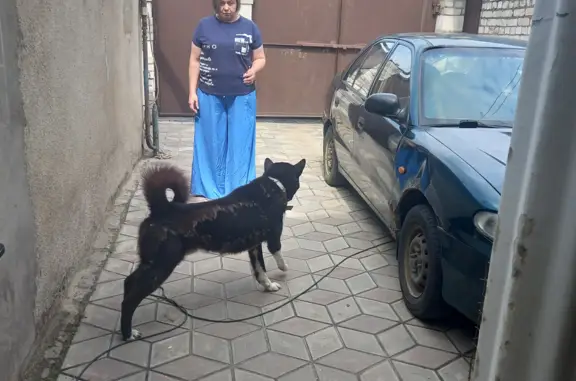 Пропала собака Лайка, 2 года, Гагарина, Липецк
