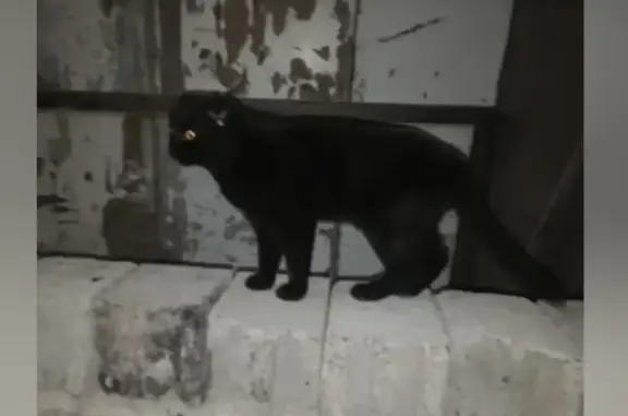 Найден черный кот в Энгельсе, требуется фото