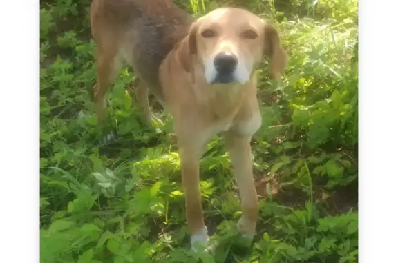 Собака Русская гончая найдена на трассе Савино - Селищи, 60А