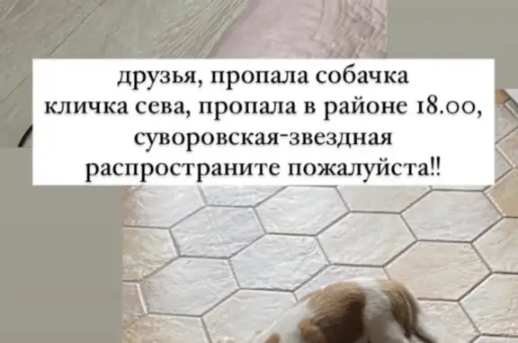 Пропала собака в районе Суворовская-звездная, Курск