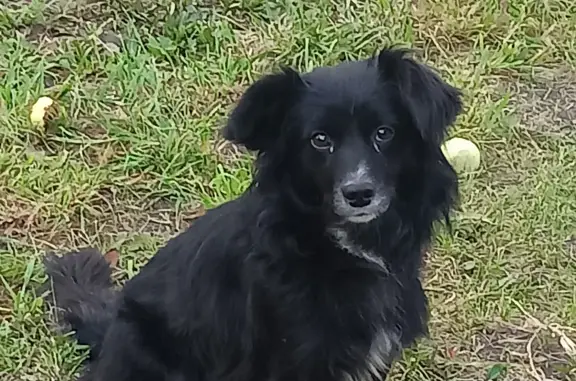 Найдена собака черного окраса с белым галстучком в Черноречье, Самарская обл.
