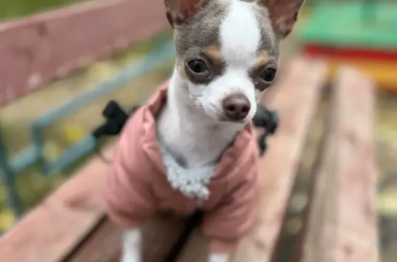 Собаки потеряшки, Москва, фото: Потеряшка собака на Перовской, 22к1, Москва