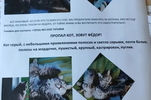 Пропал кот Федор в Крюково, Московская область