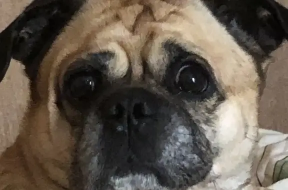 Собаки потеряшки, Санкт-Петербург, фото: Потеряшка рыжая собака Мальчик на пр. Науки, СПб