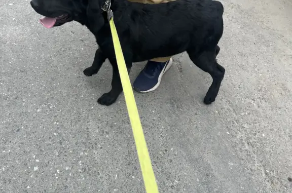 Найден щенок лабрадора на ул. Памятной, Южно-Сахалинск
