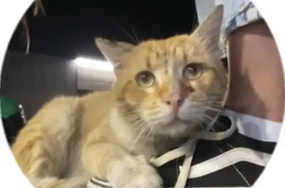Найденные животные Москва, фото: Потерян рыжий кот, Москва, Изумрудная улица 3