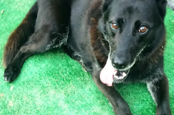 Найдена собака: Чëрный окрас, девочка, Грузинское шоссе, 1