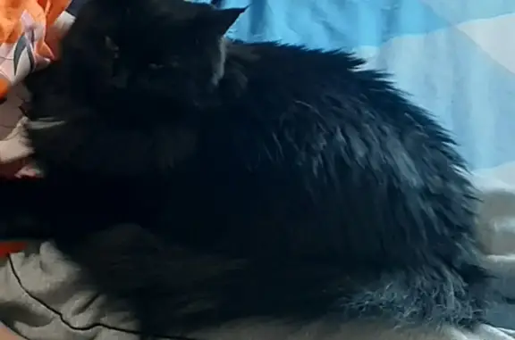 Кошки потеряшки, Киров, фото: Потеряшка кошка Фрида, ул. Воровского, 91, Киров