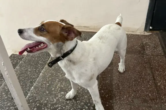 Собака Джек Рассел терьер найдена на Владивостокской улице, 9