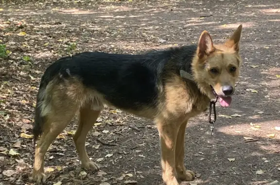 Собака Мальчик найдена в Уфе, Башкортостан