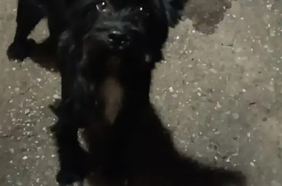 Найдена породистая собака с адресом: Керамическая улица, 14, Донецк