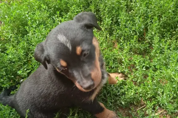 Пропала собака: Щенок, черный с рыжей мордочкой, Алтайский край