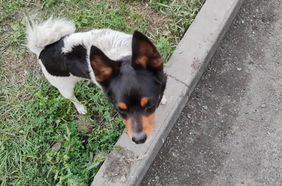 Найдена собака на Первомайской ул., 43, Мыски