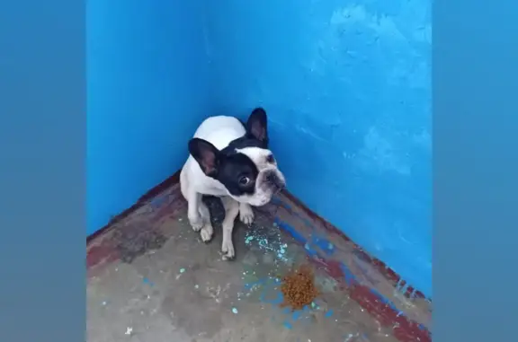 Собака Мопс найдена на Ленинградском проспекте, 24, Кемерово
