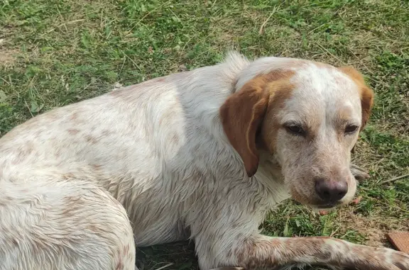 Потерянная охотничья собака возле озера Приозёрная