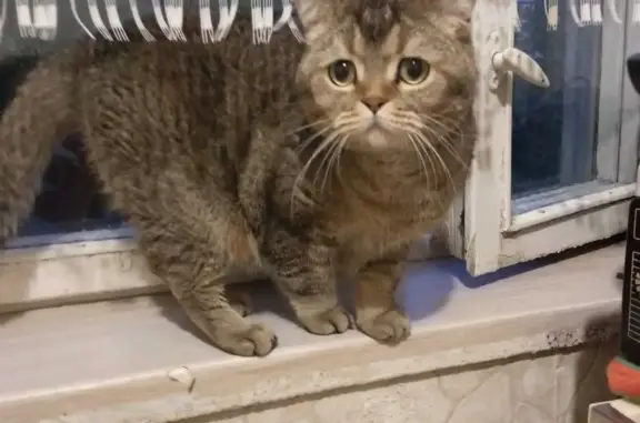 Кошки потеряшки, Москва, фото: Потеряшка кот Бредли, Самаркандский бульвар 20к2, Москва