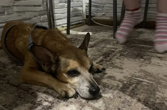 Найдена собака Пес с голубой шлейкой на Сахалинской улице, 15