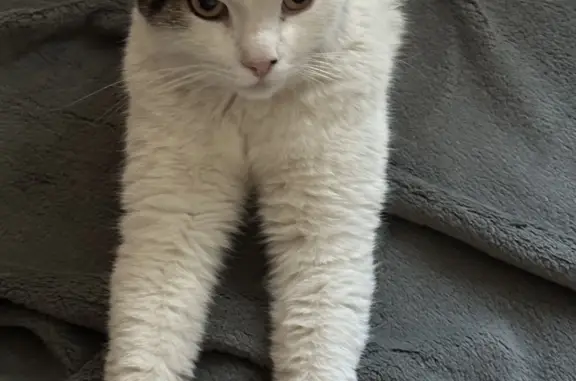 Кот найден на Кременчугской ул., Москва