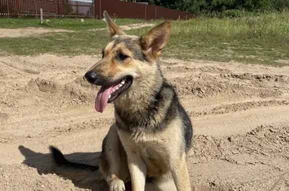 Найдена собака без ошейника в Красногорском сельском поселении, Тверская область