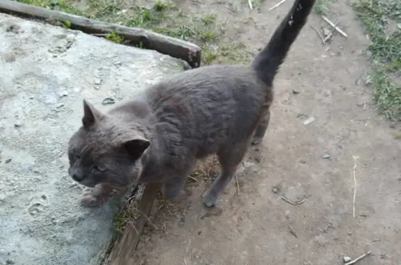 Пропала кошка на ул. Калинина, Камешково