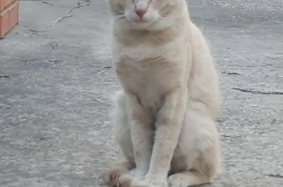 Потерянные животные , фото: Пропала кошка Рыжик на улице Черных в Симферополе