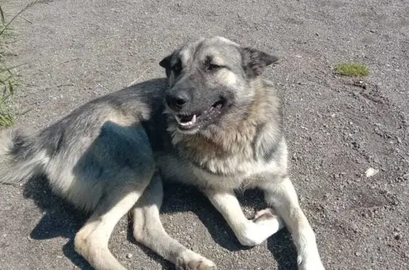 Собака выловлена в море, ищет хозяина в Камчатском крае