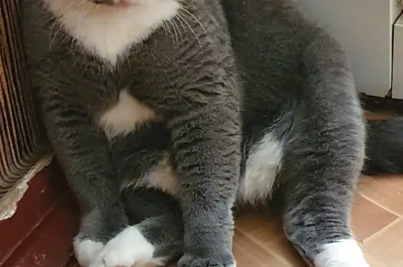 Кошки потеряшки, Санкт-Петербург, фото: Потеряшка кошка Кот на Подольской, 17