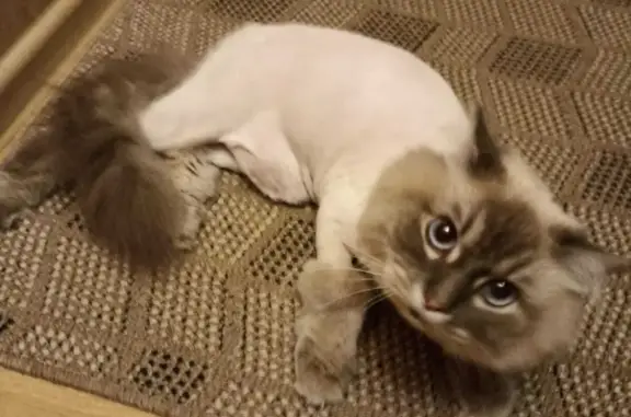 Найдена кошка, Ростов-на-Дону, фото: Найдена кошка в Ростове-на-Дону, ул. Города Волос, 45