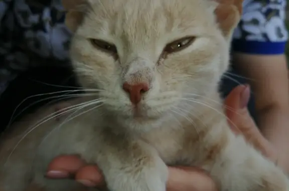 Найдена кошка Персикового окраса на ул. Землячки, 29, Волгоград