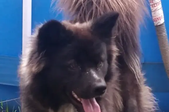 Пропала черно-белая собака в Бердске