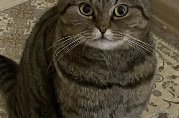 Кошки потеряшки, Санкт-Петербург, фото: Потеряшка кошка Мальчик, выпал с окна. Парашютная улица, 27 к1-215, СПб