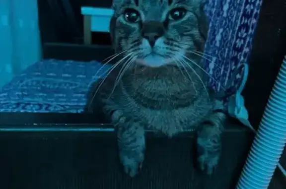 Потерянные животные Москва, фото: Пропала кошка в Ховрино, Онежская ул., 40, Москва