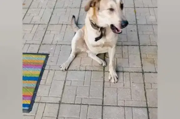 Собака без лапы и глаза найдена в Хотьково