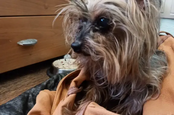 Найденные животные Москва, фото: Найден кобель йорка возле ул. Акад. Петровского, 5к1