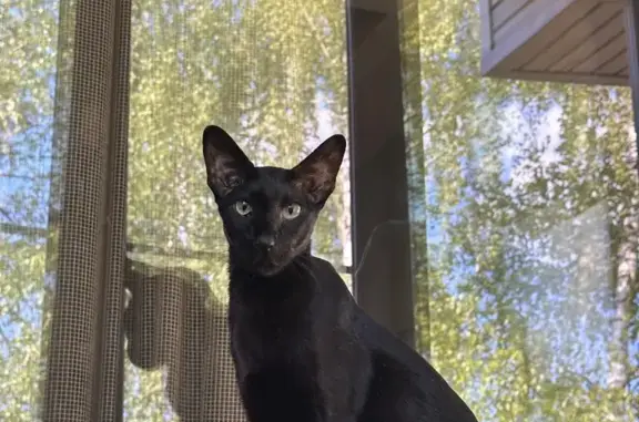 Пропала кошка Черный кот, ориентальной породы, Новомихайловское ш., 45