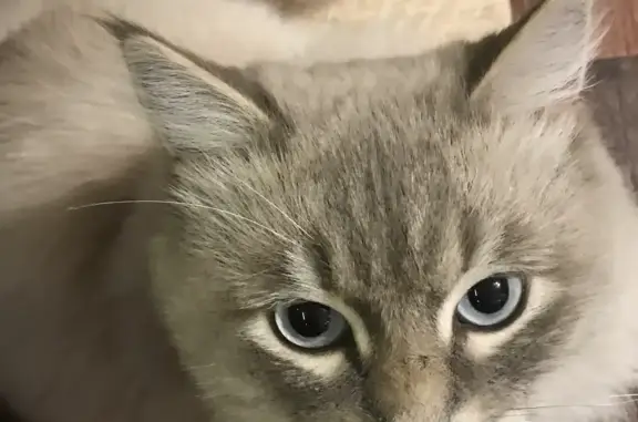 Кошки потеряшки, Москва, фото: Потеряшка кот, ул. Ботвина, г. Астрахань. Награда. Маслов переулок, Москва.