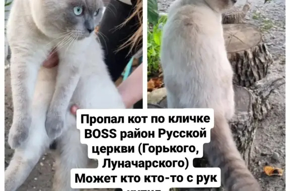 Пропала кошка Кот мальчик, адрес: ул. Горького, 195, Армавир