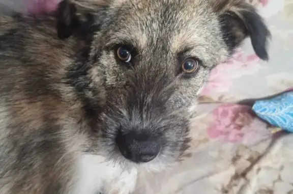 Пропала собака в Садовом, Аннинский район