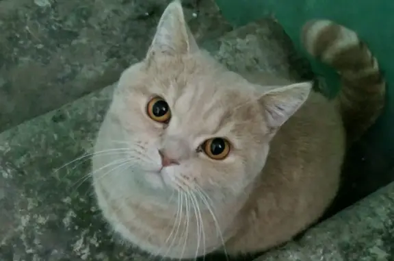 Найдена кошка Кот, проспект Стачки, 217 к2, Ростов